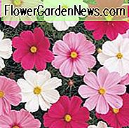 Cosmos Sonata Mix Informationen, mexikanische Aster Sonata Mix Informationen, Cosmos Bipinnatus Sonata Mix Informationen