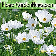 Cosmos Sonata White Informationen, mexikanische Aster Sonata White Informationen, Cosmos Bipinnatus Sonata weiße Informationen, Cosmos Sonata Blanc