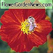 Cosmos Sulphureus 'Cosmic Red', Gelber Kosmos Cosmic Red, Orange Kosmos Cosmic Red, Schwefel Kosmos Cosmic Red