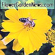 Cosmos Sulphureus 'Cosmic Yellow', Gelber Kosmos Cosmic Yellow, Orange Kosmos Cosmic Yellow, Schwefel Kosmos Cosmic Yellow