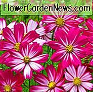 Cosmos Bipinnatus 'Cosimo Lila Rot-Weiß' Informationen, Mexikanische Aster Cosimo Lila Rot-Weiß Informationen, Cosmos Cosimo Lila Rot-Weiß Informationen