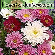 Cosmos Bipinnatus 'Doppelklick' Informationen, Mexican Aster Doppelklick Informationen, Cosmos Doppelklick Informationen, Cosmos Doppelklick Cranberries, Cosmos Doppelklick Schnee Puff, Cosmos Doppelklick Rose Bonbon