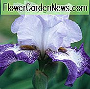Iris 'Everything Plus', Tall Baard Iris 'Everything Plus', Iris Germanica 'Everything Plus', Mid Season Irissen, Purple irissen, Award Irissen, Bicolor Irissen, Witte Irissen, Blauwe Irissen