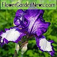 Iris 'Stepping Out', Tall Bearded Iris 'Stepping Out', Iris Germanica 'Stepping Out', Late Midseason Irissen, Bicolor irissen, Award Irissen, White Irissen, Purple Irissen