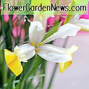 Iris Hollandica, Holländische Iris, Mittlere Frühlingsblüte, Späte Frühlingsblüte, Iris Apollo, Weiße Iris