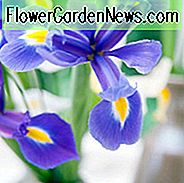 Iris Hollandica, Holländische Iris, Mittlere Frühlingsblüte, Späte Frühlingsblüte, Frühsommerblüte, Iris Blue Magic, Blaue Iris