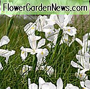 Iris Hollandica, Holländische Iris, Spätfrühlingsblüte, Frühsommerblüte, Iris Casablanca, Weiße Iris, Weiße Holländische Iris