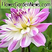 Dahlia 'Ferncliff Illusion', 'Ferncliff Illusion' Dahlie, dekorative Dahlien, Teller Dahlien, Teller Dahlien, Riesen-Dahlien, lila Dahlien, Dahlienknollen, Dahlien, Dahlien, Dahlien, Sommerzwiebeln