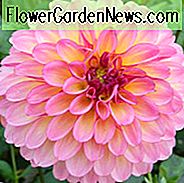 Dahlia Foxy Lady, Foxy Lady Dahlie, Dekorative Dahlien, Dahlie zum Schneiden, Beste Dahlien für Container, Beste Dahlien für Borten, Rosa Dahlien, Dahlienknollen, Dahlienknollen, Dahlienblüten, Dahlienblüten, Sommerzwiebeln