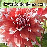 Dahlia 'Frost Nip', 'Frost Nip' Dahlie, dekorative Dahlien, Dahlien, Dahlien, Dahlien, Dahlien, Dahlien, Dahlien, Dahlien, Dahlien, Dahlien, Dahlien, Dahlien