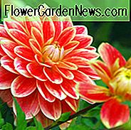 Dahlia Garden Festival, 'Garden Festival' Dahlia, dekorative Dahlien, Dahlie zum Schneiden, Beste Dahlien für Container, Beste Dahlien für Grenzen, Orange Dahlien, Dahlienknollen, Dahlienknollen, Dahlienblüten, Dahlienblüten, Sommerzwiebeln