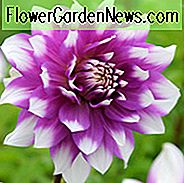 Dahlie 'Jean Marie', 'Jean Marie' Dahlie, dekorative Dahlien, Teller Dahlien, Teller Dahlien, Riesen Dahlien, lila Dahlien, Dahlienknollen, Dahlien, Dahlien, Dahlien, Sommerzwiebeln, lila Dahlien, zweifarbige Dahlien