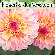 Dahlia Jowey Gipsy, Jowey Gipsy Dahlia, dekorative Dahlien, Dahlie zum Schneiden, Beste Dahlien für Container, Beste Dahlien für Borten, rosa Dahlien, Dahlienknollen, Dahlienknollen, Dahlienblüten, Dahlienblüten, Sommerzwiebeln