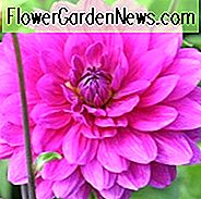 Dahlie 'Karma Lagoon', 'Karma Lagoon' Dahlie, dekorative Dahlien, lila Dahlien, Karma Dahlien, Dahlienknollen, Dahlienknollen, Dahlien, Dahlien, Sommerzwiebeln