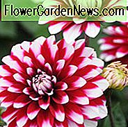 Dahlie 'Karma Yin Yang', 'Karma Yin Yang' Dahlie, dekorative Dahlien, zweifarbige Dahlien, rote Dahlien, Karma Dahlien, Dahlienknollen, Dahlienknollen, Dahlien, Dahlien, Sommerzwiebeln