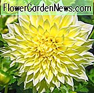 Dahlia Kelvin Floodlight, 'Kelvin Floodlight' Dahlie, dekorative Dahlien, Teller Dahlien, Teller Dahlien, dekorative Dahlien, Riesen-Dahlien, gelbe Dahlien, Dahlienknollen, Dahlien, Dahlien, Dahlien, Sommerzwiebeln