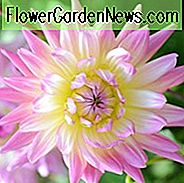 Dahlie 'April Dawn', 'April Dawn' Dahlie, dekorative Dahlien, lila Dahlien, Dahlienknollen, Dahlienknollen, Dahlienblüten, Dahlienblüten, Sommerzwiebeln