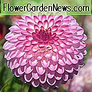 Dahlien Martina, Martina Dahlia, Dekorative Dahlien, Dahlien zum Schneiden, Beste Dahlien für Container, Beste Dahlien für Borten, Dahlien, Dahlienknollen, Dahlien, Dahlien, Dahlien, Sommerzwiebeln