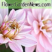 Dahlia Melody Harmony, 'Melody Harmony' Dahlie, Dekorative Dahlien, Dahlie für Borten, Dahlie für Behälter, Dahlie zum Schneiden, Creme Dahlien, Lila Dahlien, Dahlie mit dunklem Laub, dunkelblättrige Dahlien, Dahlienknollen, Dahlienknollen, Dahli