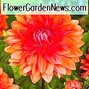 Dahlia 'Mrs Eileen', 'Mrs Eileen' Dahlia, dekorative Dahlien, Dinner Plate Dahlien, DinnerPlate Dahlien, orange Dahlien, Dahlia Knollen, Dahlia Bulbs, Dahlienblüten, Dahlienblüten, Sommerzwiebeln