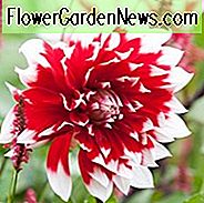 Dahlia Mystery Day, 'Mystery Day' Dahlien, dekorative Dahlien, Dahlien, Dahlien, Dahlien, Riesen-Dahlien, zweifarbige Dahlien, rote Dahlien, Dahlienknollen, Dahlien, Dahlien, Dahlien, Sommerzwiebeln