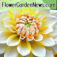Dahlia 'Seattle', 'Seattle' Dahlie, dekorative Dahlien, Dillien, Dahlien, Dahlien, Dahlien, Dahlien, Dahlien, Dahlien, Dahlien, Dahlien, Dahlien, Dahlien