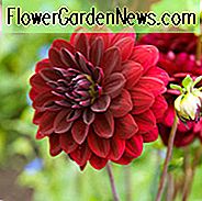 Dahlia Arabian Night, arabische Nacht Dahlia, dekorative Dahlien, AGM Dahlia, schwarze Dahlien, Dahlienknollen, Dahlienknollen, Dahlienblüten, Dahlienblüten, Sommerzwiebeln