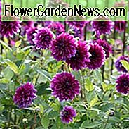 Dahlie 'Thomas Edison', 'Thomas Edison' Dahlie, dekorative Dahlien, Dahlien, Dahlien, Dahlien, Dahlien, Dahlien, Dahlien, Dahlien, Dahlien, Sommer Dahlien