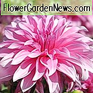 Dahlia Babylon, 'Babylon Pink' Dahlie, dekorative Dahlien, Teller Dahlien, Teller Dahlien, Riesen Dahlien, Dahlie Babylon rosa, Dahlie Babylon Rose, rosa Dahlien, Dahlien Knollen, Dahlien, Dahlien, Dahlien, Sommerzwiebeln