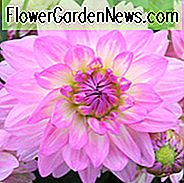 Dahlia 'Bitsy', 'Bitsy' Dahlie, Seerosen-Dahlien, Seerosen-Dahlien, Purpur-Dahlien, Dahlienknollen, Dahlienknollen, Dahlien, Dahlien, Sommerzwiebeln