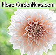 Dahlia Cafe Au Lait, 'Café Au Lait' Dahlie, dekorative Dahlien, Teller Dahlien, Teller Dahlien, Riesen-Dahlien, Creme Dahlien, Dahlien Knollen, Dahlien, Dahlien, Dahlien, Sommerzwiebeln