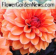 Dahlia David Howard, 'David Howard' Dahlie, dekorative Dahlien, AGM Dahlia, orange Dahlien, Dahlien mit dunklem Laub, dunkelblättrige Dahlien, Dahlienknollen, Dahlienknollen, Dahlienblüten, Dahlienblüten, Sommerzwiebeln