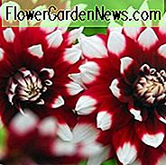 Dahlien-Duett, 'Duett' Dahlie, dekorative Dahlien, Teller Dahlien, zweifarbige Dahlien, rote Dahlien, Dahlienknollen, Dahlienknollen, Dahlien, Dahlien, Sommerzwiebeln