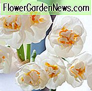 Narzisse Bridal Crown, Narzisse 'Bridal Crown', doppelte Narzisse 'Bridal Crown', doppelte Narzisse 'Bridal Crown', Frühlingszwiebeln, Frühlingsblumen, Doppel-Narzisse, doppelte Narzisse, duftende Narzisse, Frühjahr blühende Zwiebeln