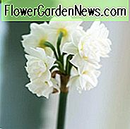 Narzisse 'Erliche', Doppelte Narzisse 'Erleuchte', Doppelte Narzisse 'Erliche', Narzisse 'Frühe Freude', Doppelte Narzisse 'Frühe Freude', Doppelte Narzisse 'Frühe Freude', Frühlingsblumen, Frühlingsblumen, Narcisse Erliker, Doppelnarzelle
