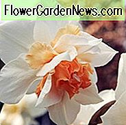 Narzissen satt, Narzisse satt, Narzisse satt, Narzisse doppelt satt, Narzisse doppelt satt, Frühlingsblumen, Frühlingsblumen, doppelte Narzissen, duftende Narzissen