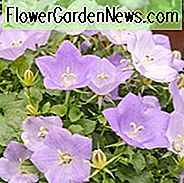 Campanula carpatica 'Deep Blue Clips', Carpathian Glockenblume 'Deep Blue Clips', Tussock Glockenblume 'Deep Blue Clips', Carpathian Harebell 'Deep Blue Clips', Blaue Blumen, Lavendelblüten