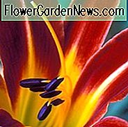 Hemerocallis 'Stafford', Taglilie 'Stafford', Taglilie 'Stafford', 'Stafford' Taglilie, Taglilien, Taglilie, Taglilien, rote Blumen, orange Taglilie, orange Taglilie, Hemerocallidaceae, Staude, Pflanze