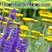 Schafgarbe Krönung Gold, Schafgarbe Moonshine, Schafgarbe Paprika, Schafgarbe Terrakotta, Schafgarbe Sommerpastellen, Achillea Krönung Gold, Achillea Moonshine, Achillea Paprika, Achillea Terrakotta, Achillea Sommerpastellen,