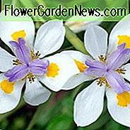 Dietes iridioides, Nacht-Lilie, Wilde Iris, Kap-Iris, Afrikanische Iris, Weiße Iris, Moraea iridioides, Dietes vegeta
