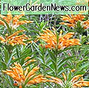 Leonotis leonurus, Löwenschwanz, Löwenohr, Wild Dagga, Phlomis leonurus, mediterrane Sträucher, immergrüne Sträucher, rote Blüten, orange Blüten, trockenheitsresistente Blüten