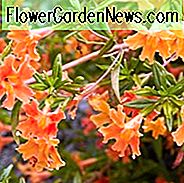 Mimulus Aurantiacus, Bush Affe Blume, Klebrige Affe Blume, Orange Bush Affe Blume, Diplacus Aurantiacus, Orange Blumen, Kalifornien Eingeborenen,