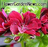 Pelargonium peltatum, Ivyleaf Geranium, Trockenheit tolerante Blumen, rosa Blüten, rote Blüten, mehrjährige Geranie