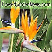 Strelitzia reginae, Paradiesvogel, Strelitzia, Kranichblume,