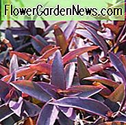 Tradescantia pallida Purpurea, Purpurherz, Purpurkönigin, Wanderjude 'Purpurea', Purpurspiderwort, Setcreasea purpurea, Setcreasea tampicana, Tradescantia pallida 'Purple Heart', Tradescantia purpurea, Purpurrote Bodendecker