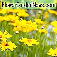 Tickseed, Coreopsis, mehrjährige Blüten, trockentolerante Stauden, gelbe Blüten, rehbeständige Stauden, trockene Bodenstauden, Coreopsis verticillata, Coreopsis grandiflora, Coreopsis lanceolata, Coreopsis-Hybriden