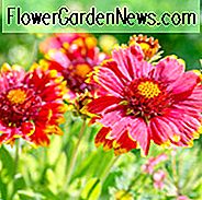 Gaillardia, Decke Blume, indische Decke Blume, Gaillardia X Grandiflora, Gaillardia Aristata, Gaillardia Pulchella, Trockenheit tolerante Pflanzen,