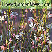 Lindheimers Beeblossom, Gaura Lindheimeri, trockentolerante Stauden, Gaura Siskiyou, Gaura Passionate Blush, Gaura Crimson Schmetterlinge, Gaura Stratosphäre, Gaura Karalee, Gaura Meine Melodie