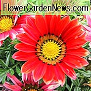 Gazania, Schatz-Blume, afrikanisches Gänseblümchen, afrikanische Gänseblümchen, Gazania rigens, Drogentolerante Blumen, trockene tolerante Stauden, lange blühende Jahreszeit