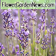Lavandula Angustifolia, englischer Lavendel, am meisten duftender Lavendel, Lavendel Hidcote, Lavendel Munstead, Lavendel Rosea, Lavendel Nana Alba, Lavendel Däumelinchen Leigh, Lavandula Angustifolia Hidcote, Lavandula Angustifolia Munstead